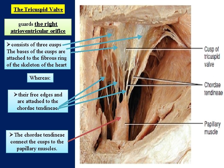 The Tricuspid Valve guards the right atrioventricular orifice Øconsists of three cusps The bases