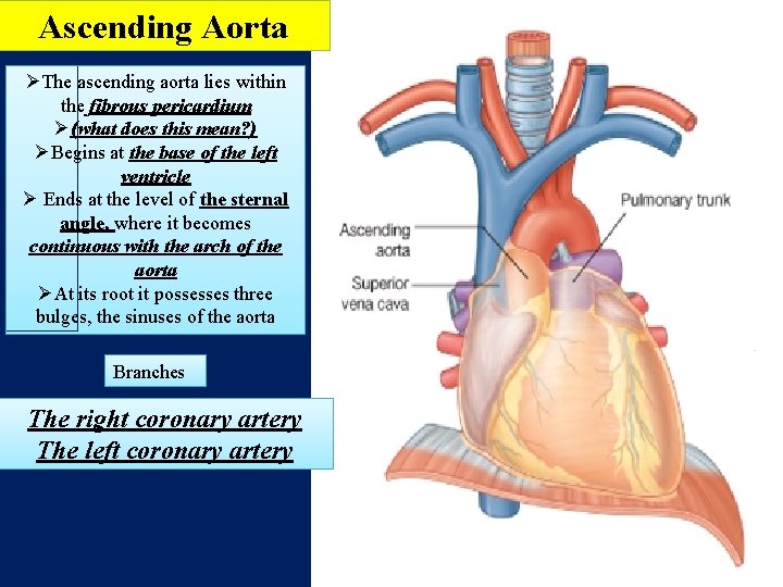 Ascending Aorta ØThe ascending aorta lies within the fibrous pericardium Ø(what does this mean?