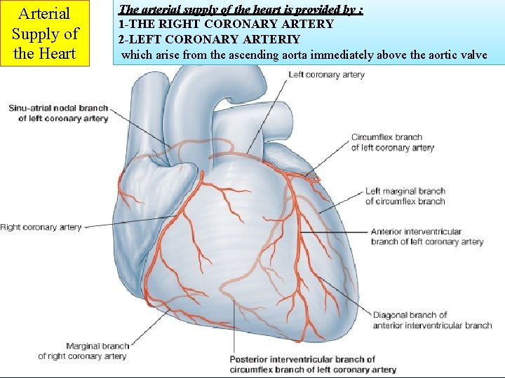 Arterial Supply of the Heart The arterial supply of the heart is provided by