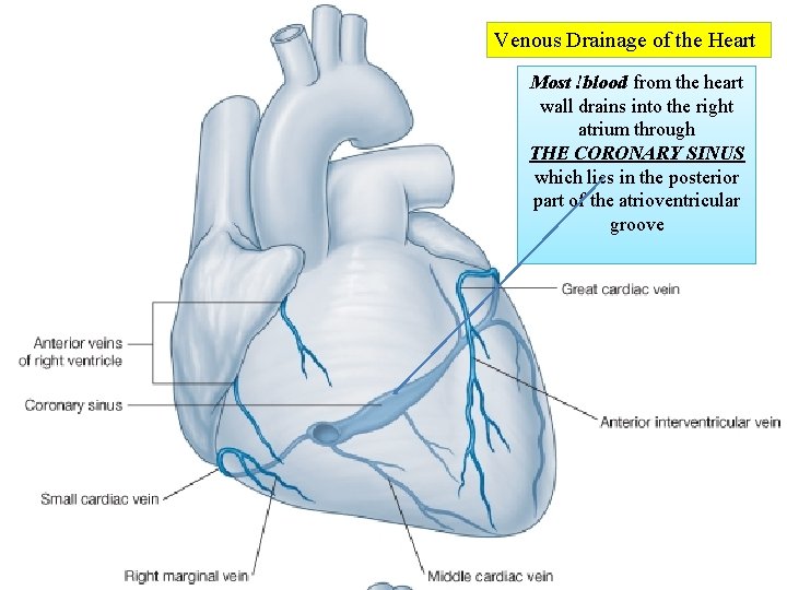 Venous Drainage of the Heart Most !blood from the heart wall drains into the