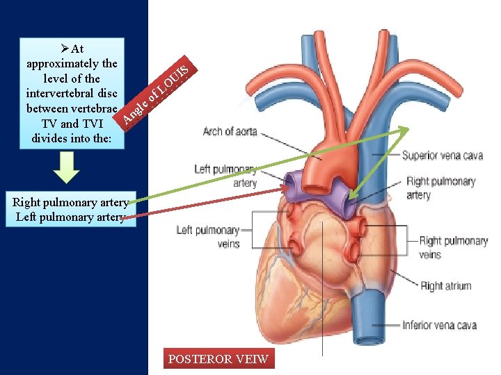 ØAt approximately the IS level of the U LO intervertebral disc f eo l