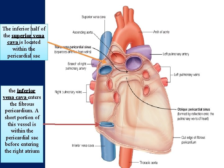 The inferior half of the superior vena cava is located within the pericardial sac