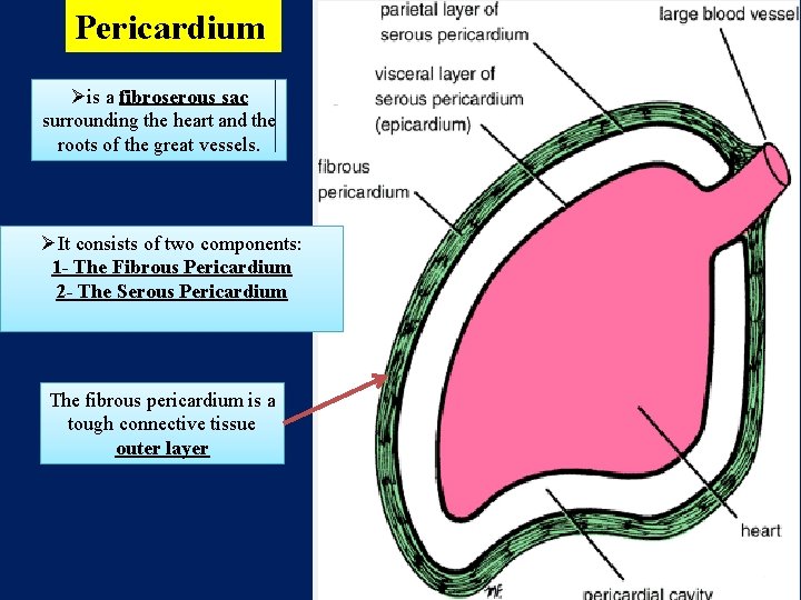 Pericardium Øis a fibroserous sac surrounding the heart and the roots of the great