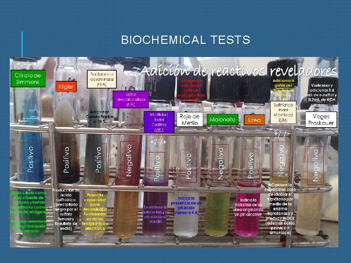 Biomolecule Testing AUTONOMOUS UNIVERSITY OF SAN LUIS POTOS FACULTY OF