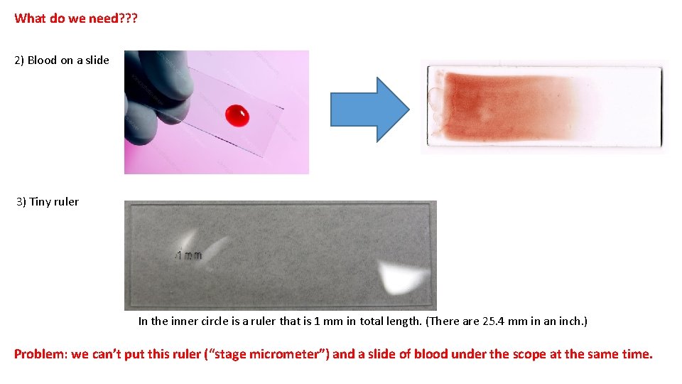 Blood On Ruler LAB 2 How big are your cells and