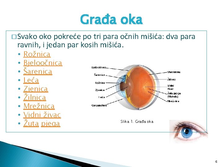 Građa oka � Svako oko pokreće po tri para očnih mišića: dva para ravnih,