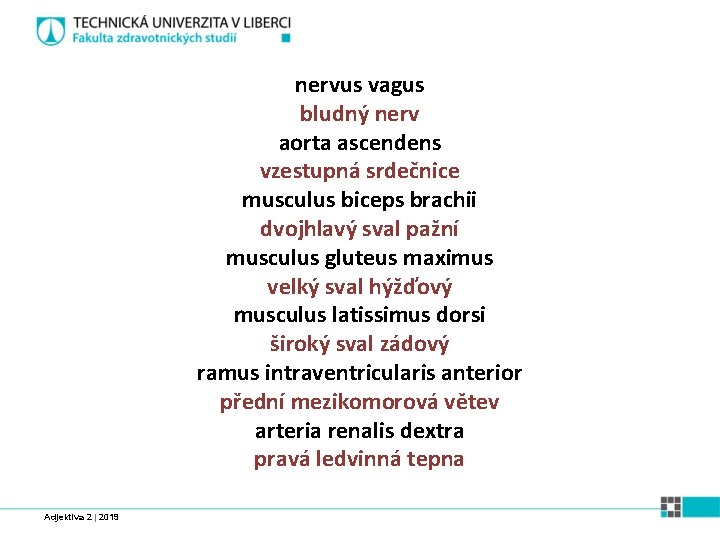 nervus vagus bludný nerv aorta ascendens vzestupná srdečnice musculus biceps brachii dvojhlavý sval pažní