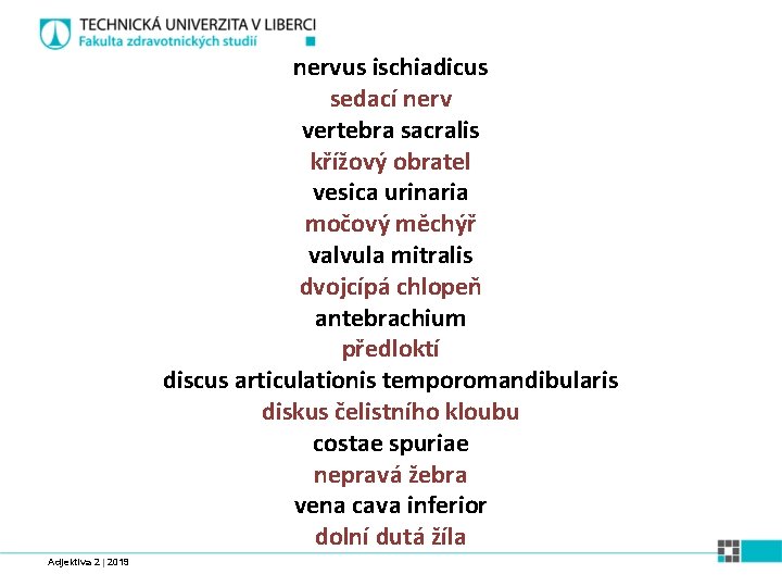 nervus ischiadicus sedací nerv vertebra sacralis křížový obratel vesica urinaria močový měchýř valvula mitralis