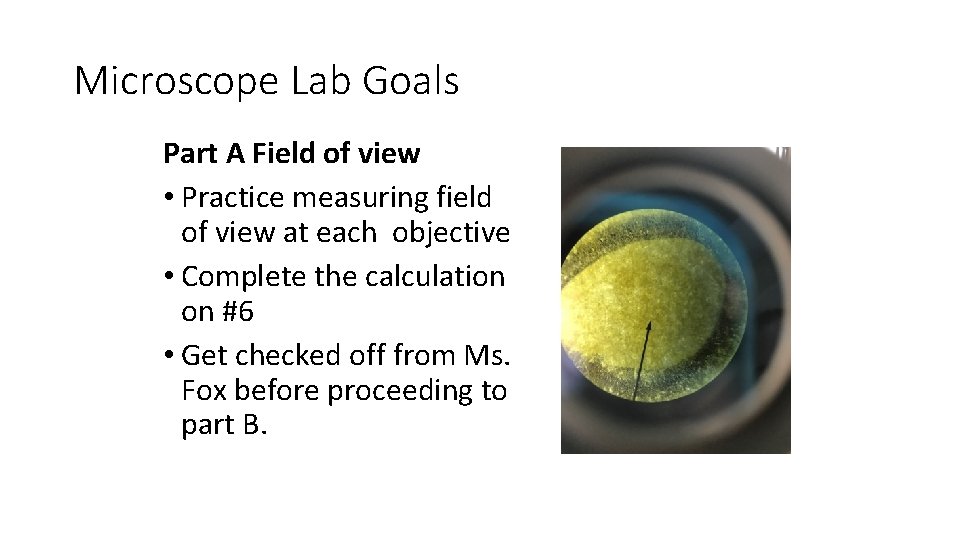 Microscope Lab Goals Part A Field of view • Practice measuring field of view