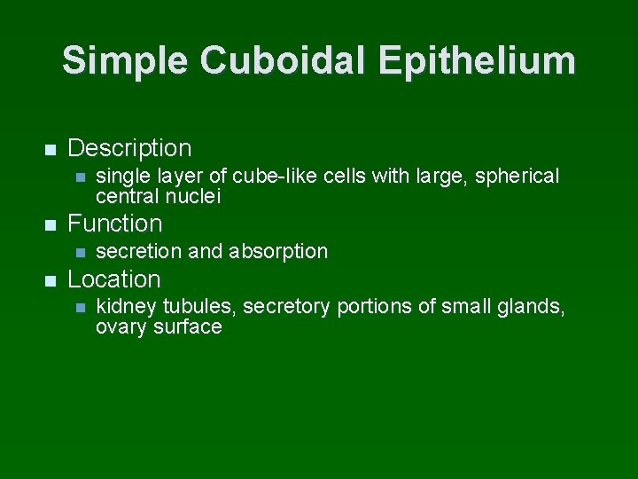 Simple Cuboidal Epithelium n Description n n Function n n single layer of cube-like