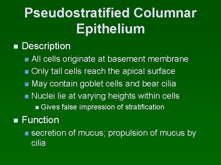 Pseudostratified Columnar Epithelium n Description All cells originate at basement membrane n Only tall