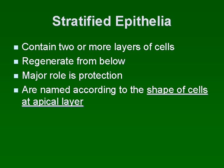 Stratified Epithelia Contain two or more layers of cells n Regenerate from below n