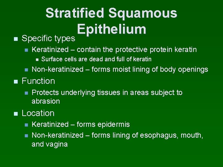 Stratified Squamous Epithelium n Specific types n Keratinized – contain the protective protein keratin