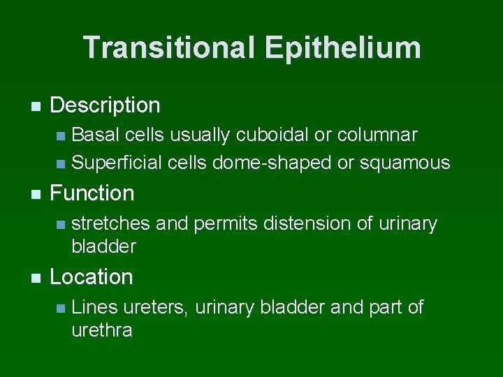 Transitional Epithelium n Description Basal cells usually cuboidal or columnar n Superficial cells dome-shaped