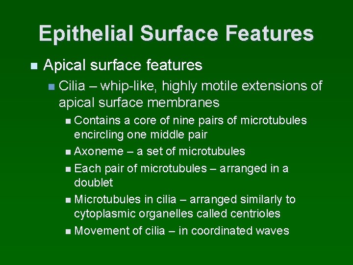 Epithelial Surface Features n Apical surface features n Cilia – whip-like, highly motile extensions