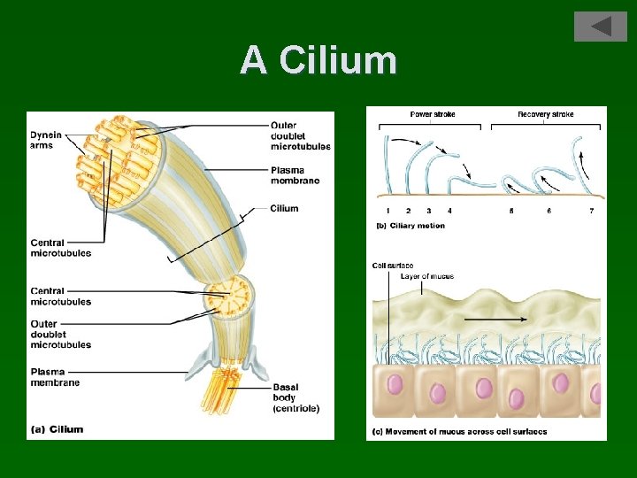 A Cilium 