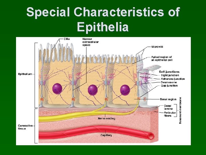 Special Characteristics of Epithelia 