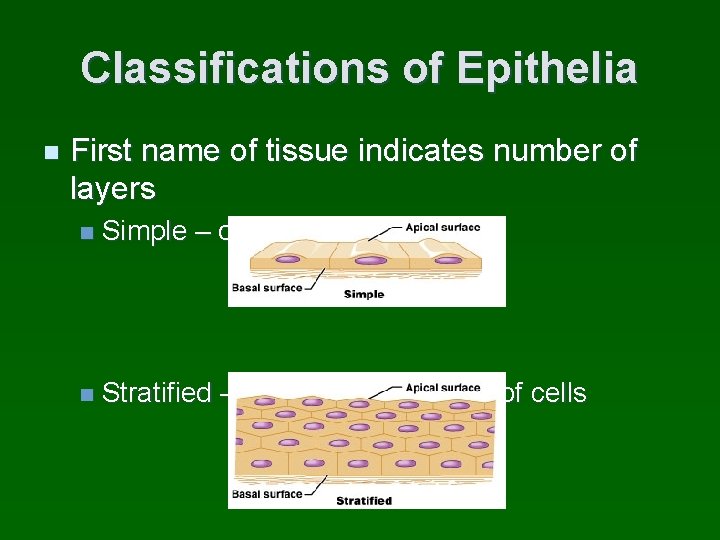 Classifications of Epithelia n First name of tissue indicates number of layers n Simple