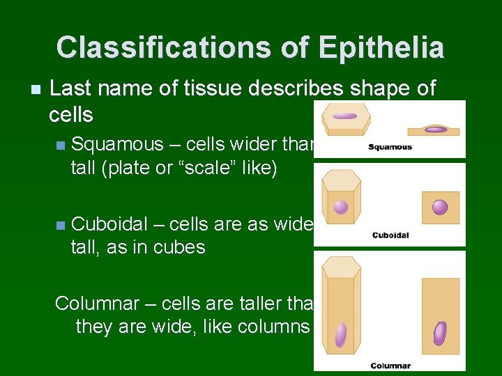 Classifications of Epithelia n Last name of tissue describes shape of cells n Squamous