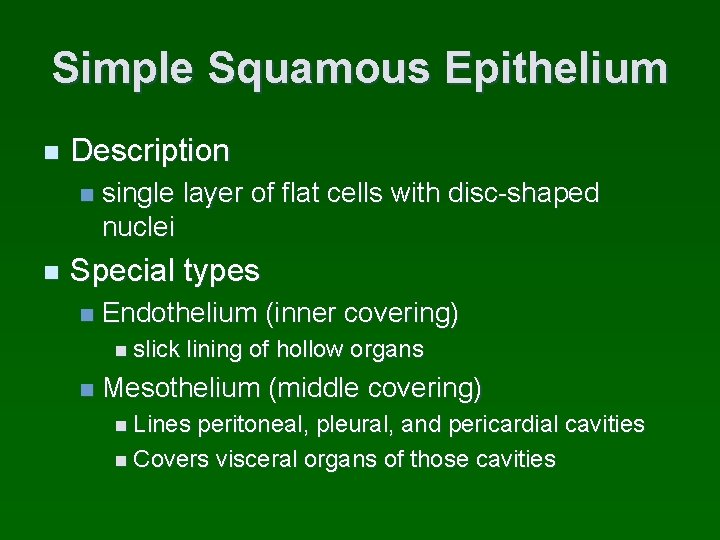 Simple Squamous Epithelium n Description n n single layer of flat cells with disc-shaped