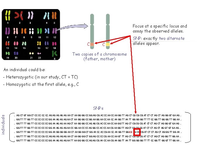 Focus at a specific locus and assay the observed alleles. C C SNP: exactly