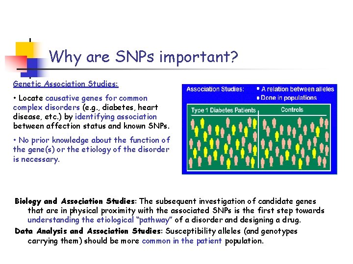 Why are SNPs important? Genetic Association Studies: • Locate causative genes for common complex