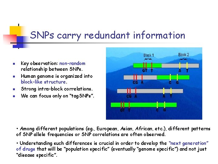 SNPs carry redundant information n n Key observation: non-random relationship between SNPs. Human genome