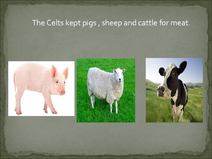 The Celts kept pigs , sheep and cattle for meat. 