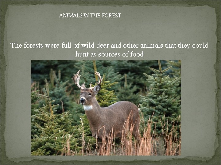 ANIMALS IN THE FOREST The forests were full of wild deer and other animals