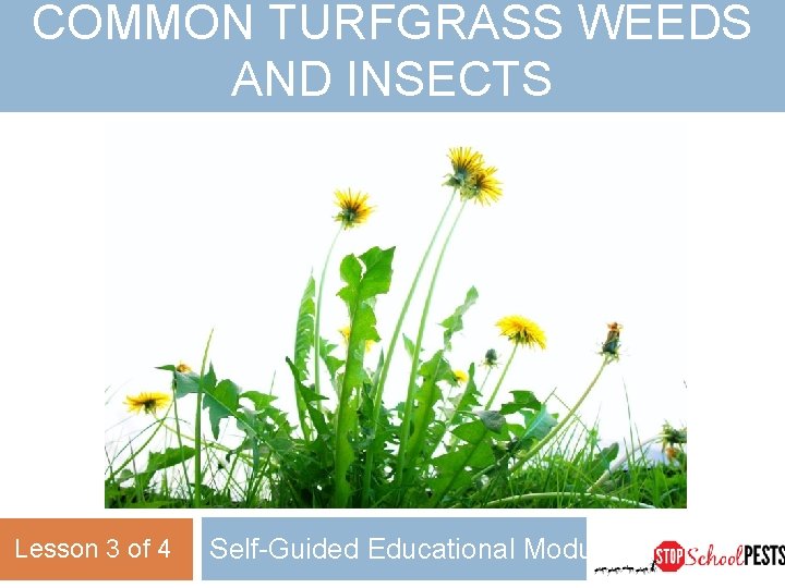 COMMON TURFGRASS WEEDS AND INSECTS Lesson 3 of 4 Self-Guided Educational Module 