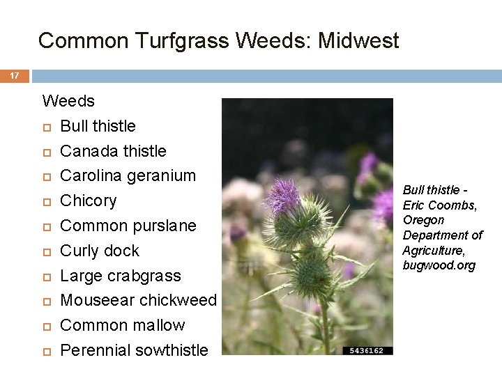 Common Turfgrass Weeds: Midwest 17 Weeds Bull thistle Canada thistle Carolina geranium Chicory Common