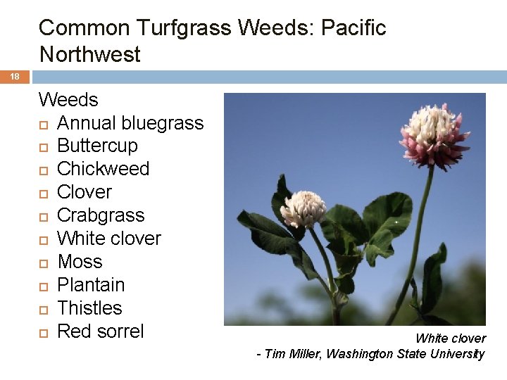 Common Turfgrass Weeds: Pacific Northwest 18 Weeds Annual bluegrass Buttercup Chickweed Clover Crabgrass White