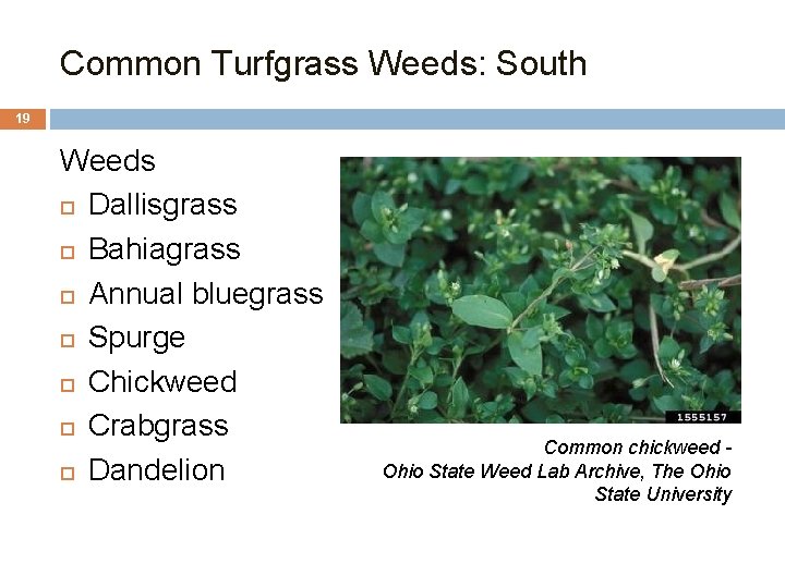 Common Turfgrass Weeds: South 19 Weeds Dallisgrass Bahiagrass Annual bluegrass Spurge Chickweed Crabgrass Dandelion