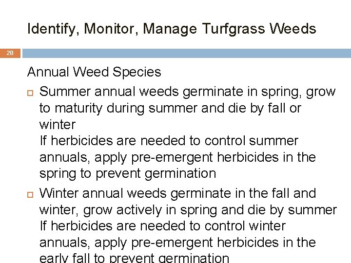 Identify, Monitor, Manage Turfgrass Weeds 20 Annual Weed Species Summer annual weeds germinate in