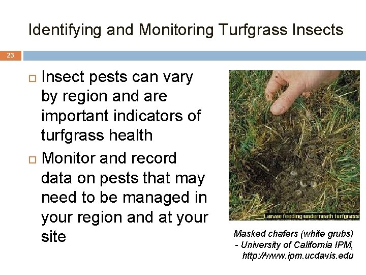 Identifying and Monitoring Turfgrass Insects 23 Insect pests can vary by region and are