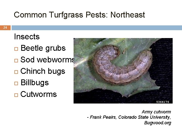 Common Turfgrass Pests: Northeast 24 Insects Beetle grubs Sod webworms Chinch bugs Billbugs Cutworms