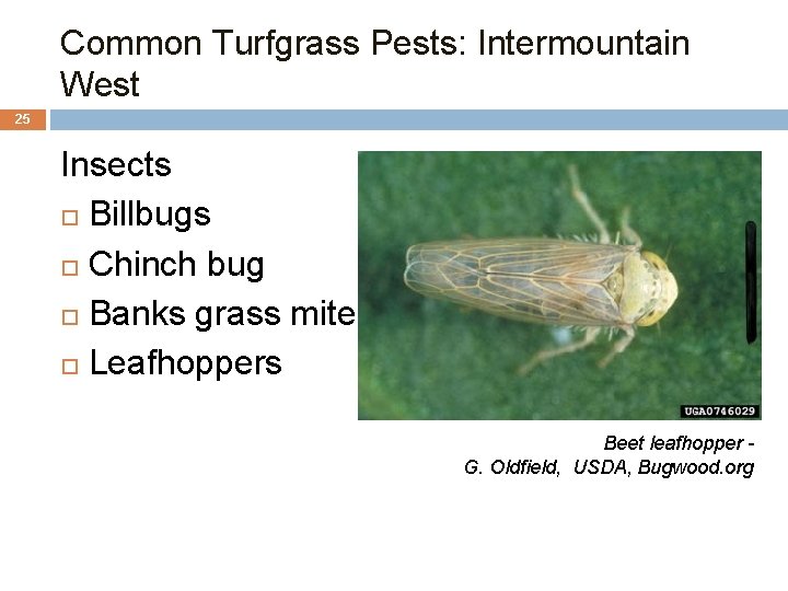 Common Turfgrass Pests: Intermountain West 25 Insects Billbugs Chinch bug Banks grass mite Leafhoppers