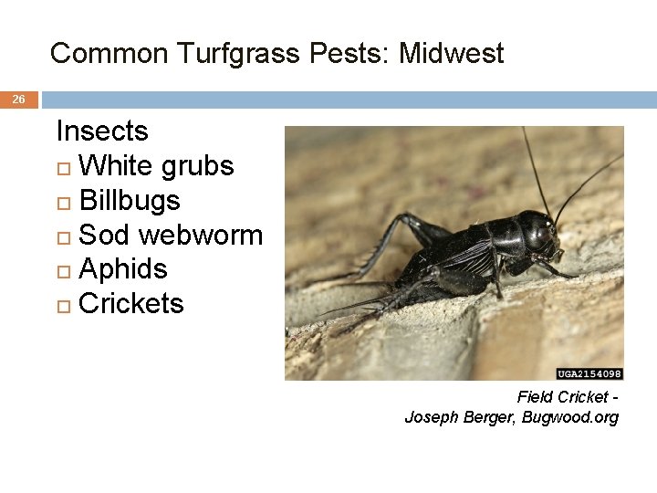 Common Turfgrass Pests: Midwest 26 Insects White grubs Billbugs Sod webworm Aphids Crickets Field