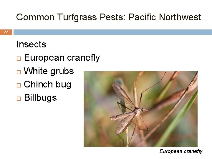Common Turfgrass Pests: Pacific Northwest 27 Insects European cranefly White grubs Chinch bug Billbugs