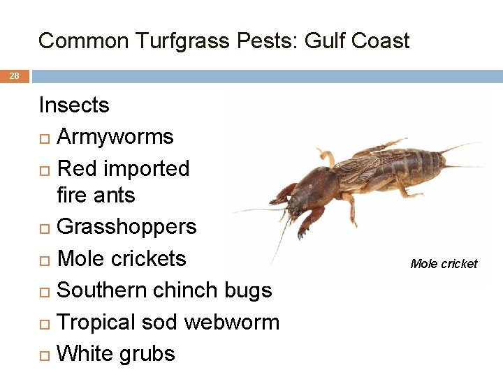 Common Turfgrass Pests: Gulf Coast 28 Insects Armyworms Red imported fire ants Grasshoppers Mole