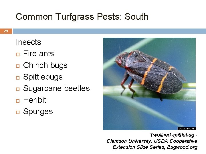 Common Turfgrass Pests: South 29 Insects Fire ants Chinch bugs Spittlebugs Sugarcane beetles Henbit