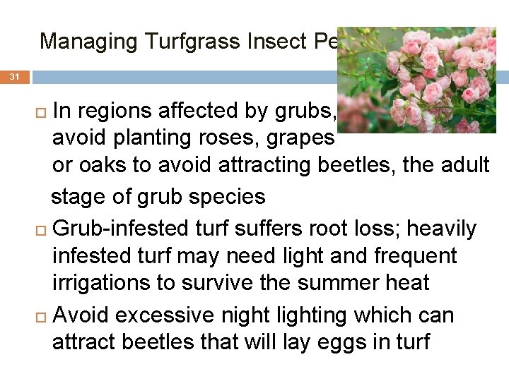 Managing Turfgrass Insect Pests 31 In regions affected by grubs, avoid planting roses, grapes