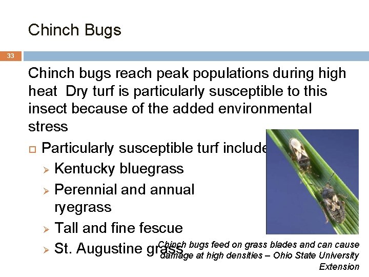 Chinch Bugs 33 Chinch bugs reach peak populations during high heat Dry turf is