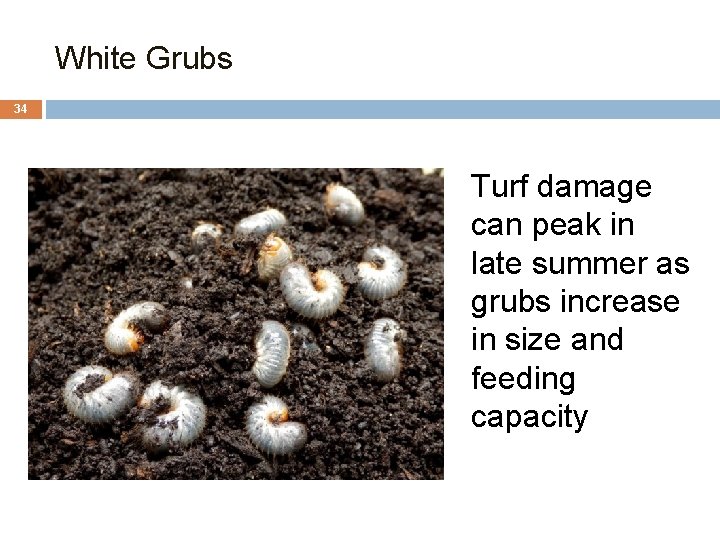White Grubs 34 Turf damage can peak in late summer as grubs increase in
