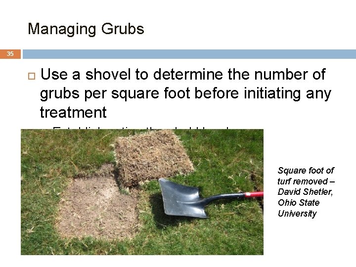Managing Grubs 35 Use a shovel to determine the number of grubs per square