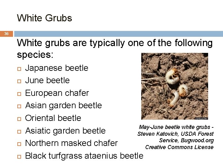 White Grubs 36 White grubs are typically one of the following species: Japanese beetle