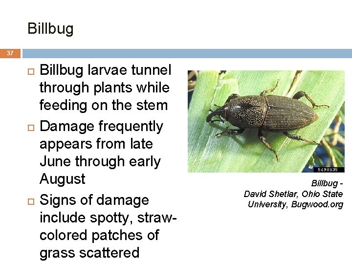Billbug 37 Billbug larvae tunnel through plants while feeding on the stem Damage frequently