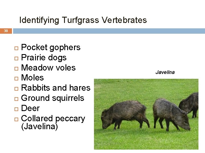 Identifying Turfgrass Vertebrates 38 Pocket gophers Prairie dogs Meadow voles Moles Rabbits and hares