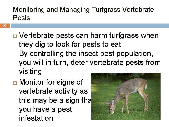 Monitoring and Managing Turfgrass Vertebrate Pests 39 Vertebrate pests can harm turfgrass when they