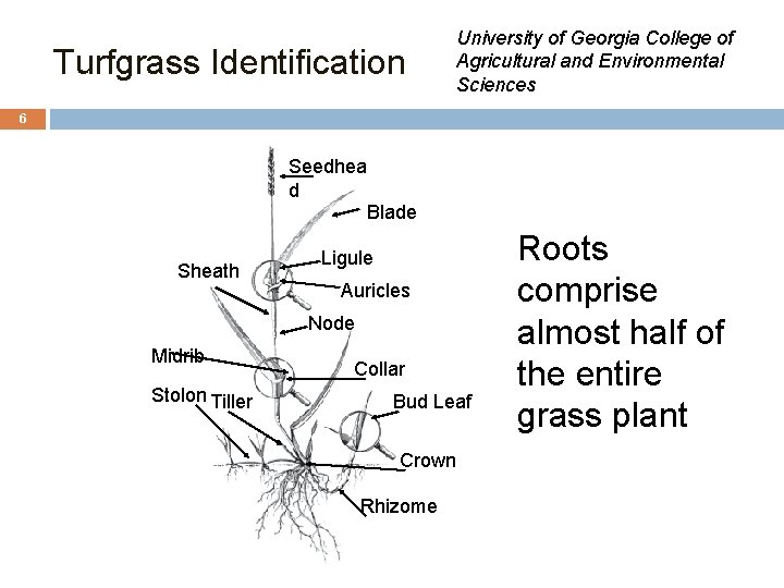 Turfgrass Identification University of Georgia College of Agricultural and Environmental Sciences 6 Seedhea d